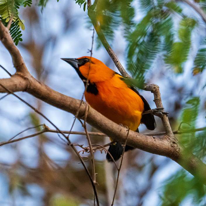 Calandria-Dorso-Negro-Mayor