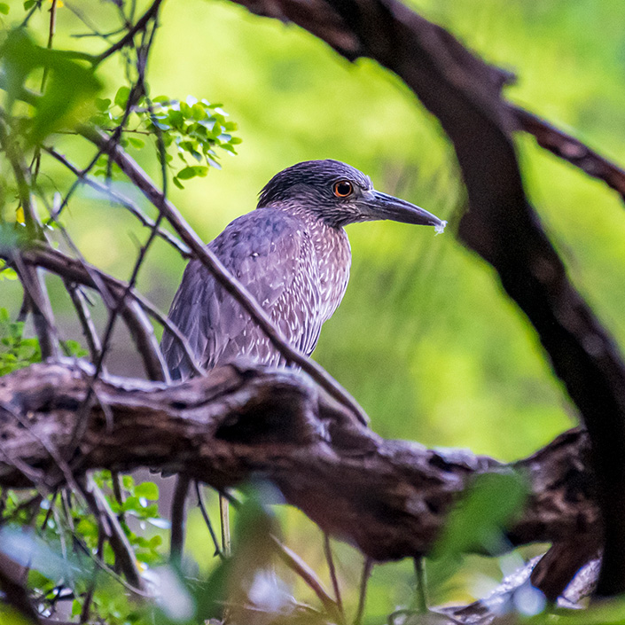 Garza-Nocturna-Corona-Clara