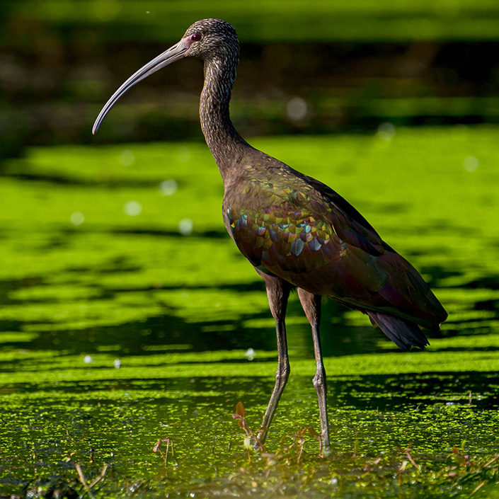 Ibis-Ojos-Rojos