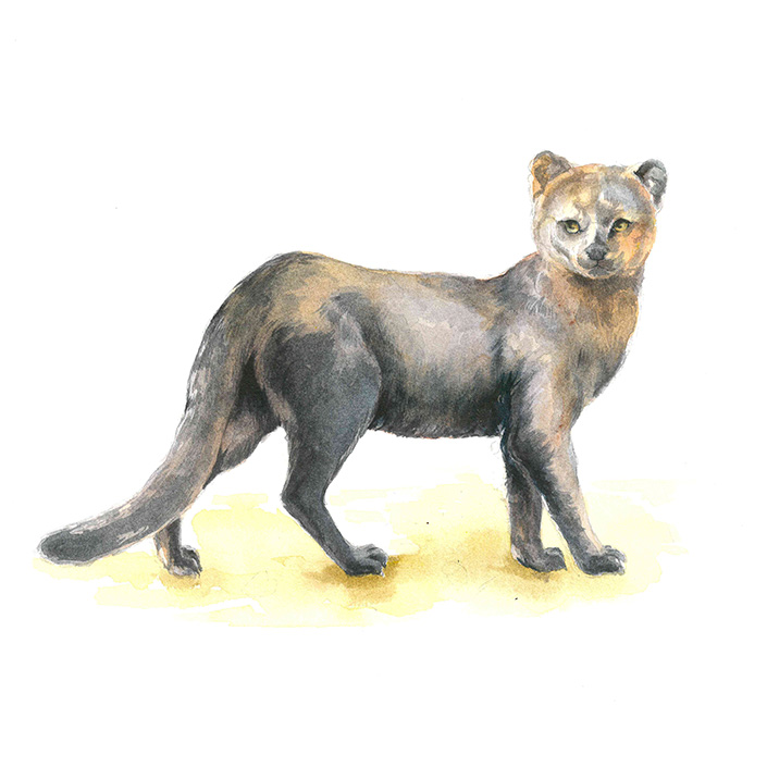 Jaguarundi