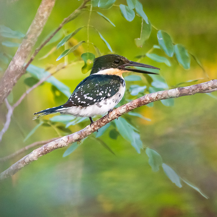 Martin-Pescador-Verde